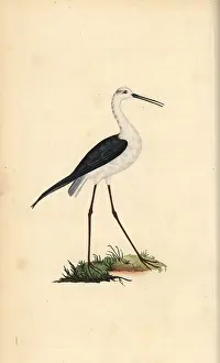 Himantopus: Common stilt, Himantopus himantopus