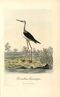 Himantopus: Common stilt, Himantopus himantopus