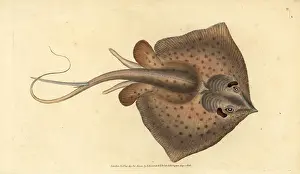 Stingray: Common stingray, Dasyatis pastinaca
