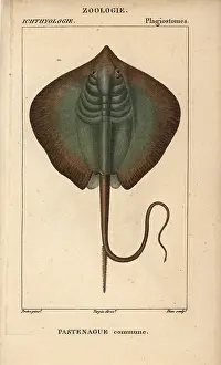 Stingray: Common stingray, Dasyatis pastinaca
