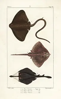 Stingray: Common stingray, thornback ray, and clubnose guitarfish