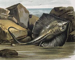 Stingray: Common stingray(Trygon pastinaca). Engraving