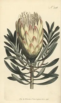 Francis Masson: Common sugarbush, Protea repens