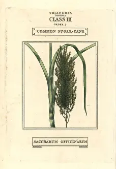 Sugarcane: Common sugarcane, Saccharum officinarum