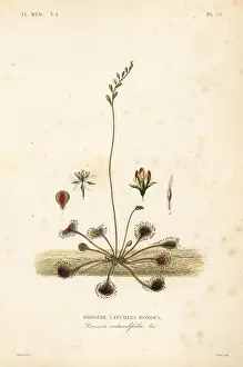 Rotundifolia: Common sundew, Drosera rotundifolia