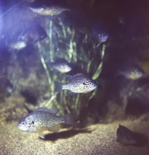 Sunfish: COMMON SUNFISH