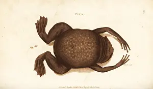 Rana: Common Suriname toad or star-fingered toad, Pipa pipa