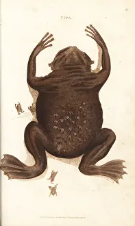 Rana: Common Suriname toad or star-fingered toad, Pipa pipa