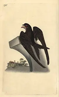 Apus: Common swift, Apus apus