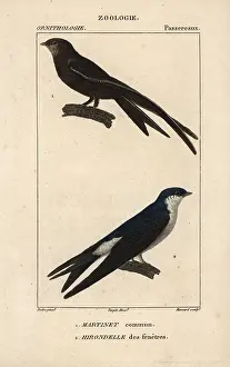 1816 1830: Common swift, Apus apus, and common house martin