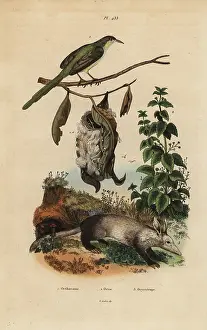 Nettle: Common tailorbird, stinging nettle and aardvark