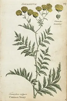 Hamiltons: Common tansy, Tanacetum vulgare