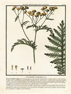 Plante Medicinale De La France: Common tansy, Tanacetum vulgare