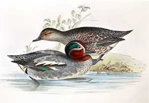 Teal: Common Teal