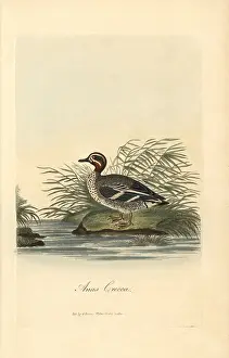 Crecca: Common teal, Anas crecca