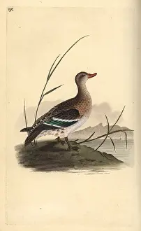 Crecca: Common teal, Anas crecca, female