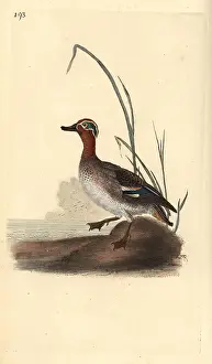 Crecca: Common teal, Anas crecca, male