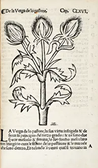 The John Innes Centre / The John Innes Foundation: Common Teasles or Shepherd's rod