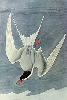 Dives: Common Tern