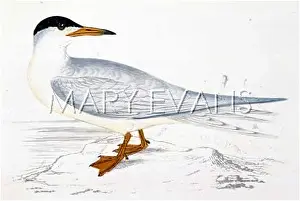Sterna: COMMON TERN (MORRIS)