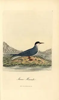 Sterna: Common tern, Sterna hirundo