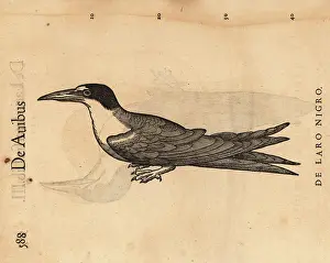 Xylograph: Common tern, Sterna hirundo