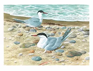 Terns: Common Terns