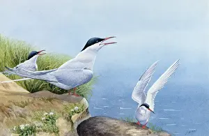 Seabirds: Common Terns
