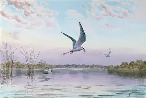 Broadlands: Common Terns in Broadlands