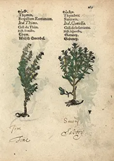 Savory: Common thyme, Thymus vulgaris, and summer