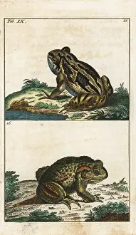 Bufo: Common toad, Bufo bufo