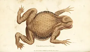 Rana: Common toad, Bufo bufo (Granulated toad, Rana ventricosa)