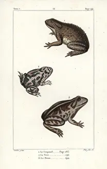 Vert: Common toad, European green toad, and spadefoot toad