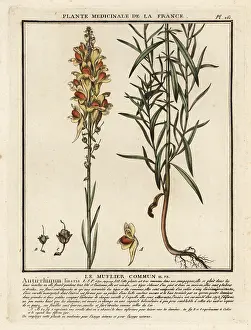 18th Century: Common toadflax, Linaria vulgaris