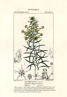 Foglie: Common toadflax, Linaris vulgaris