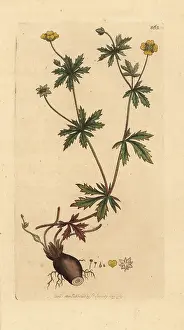 Potentilla: Common tormentil, Potentilla erecta