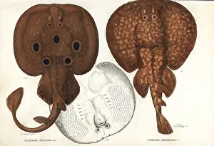 Marmorata: Common torpedo and marbled electric ray
