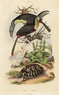 Fries: Common tortoise, sulfur-breasted toucan and