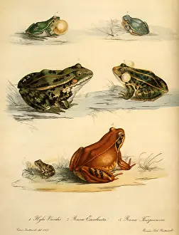 Petrus: Common Tree Frog, Edible Frog, Common Frog