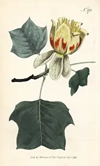 Liriodendron: Common tulip tree, Liriodendron tulipifera