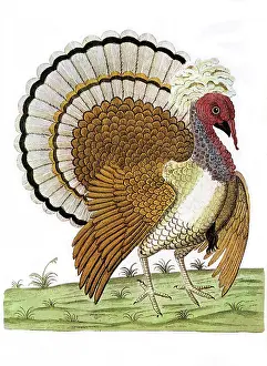 Albin: Common Turkey, Meleagris gallopavo