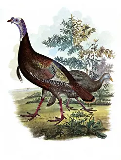 Meleagris: Common Turkey, Meleagris Gallopavo