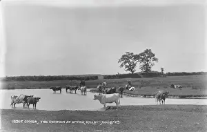 Cows: The Common at Upper Killay