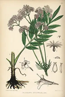 Valerian: Common valerian, Valeriana officinalis