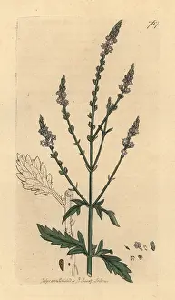 Verbena: Common vervain, Verbena officinalis