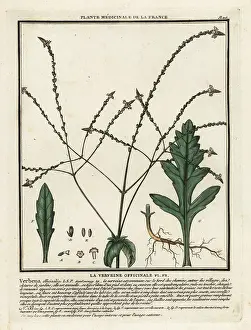 Plante Medicinale De La France: Common vervain, Verbena officinalis