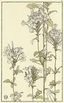 Pochoir: Common Viper's Bugloss