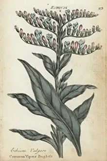 Principally: Common vipers bugloss, Echium vulgare