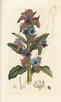 Vulgare: Common viper's bugloss, Echium vulgare