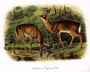 Virginian: Common Virginian Deer